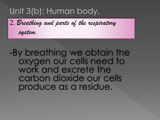 Unit 3(b): Human body.
2. Breathing and parts of the respiratory
system.

-By breathing we obtain the
oxygen our cells need to
work and excrete the
carbon dioxide our cells
produce as a residue.

 