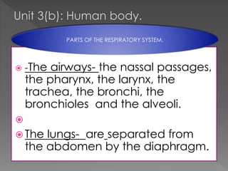 Unit 3(b): Human body.
PARTS OF THE RESPIRATORY SYSTEM.



-The

airways- the nassal passages,
the pharynx, the larynx, the
trachea, the bronchi, the
bronchioles and the alveoli.


 The

lungs- are separated from
the abdomen by the diaphragm.

 