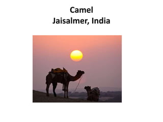 Camel
Jaisalmer, India
 