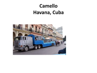 Camello
Havana, Cuba
 