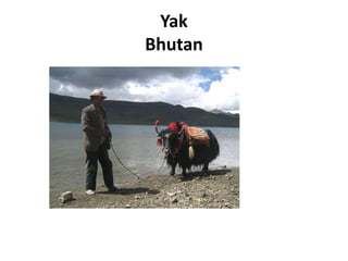 Yak
Bhutan
 