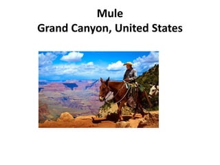 Mule
Grand Canyon, United States
 