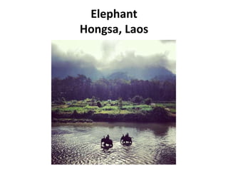 Elephant
Hongsa, Laos
 