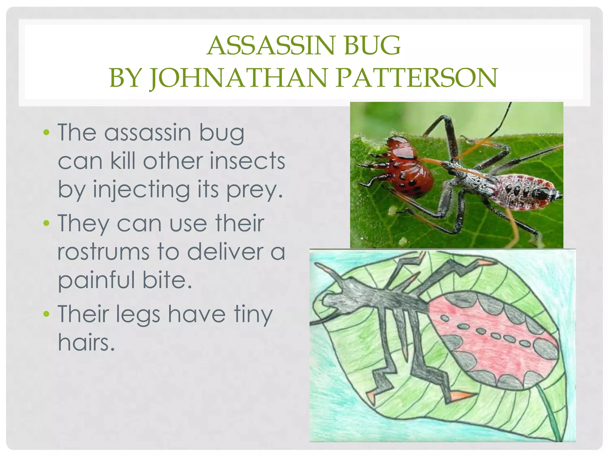 Assassin bugby Johnathan PattersonThe assassin bug can kill other insects by injecting its prey.They can use their rostrums to deliver a painful bite.Their legs have tiny hairs.