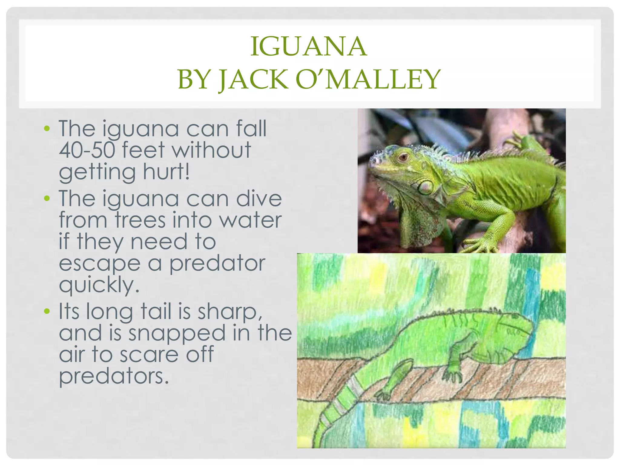 Iguanaby Jack O’MalleyThe iguana can fall 40-50 feet without getting hurt!The iguana can dive from trees into water if they need to escape a predator quickly.Its long tail is sharp, and is snapped in the air to scare off predators.
