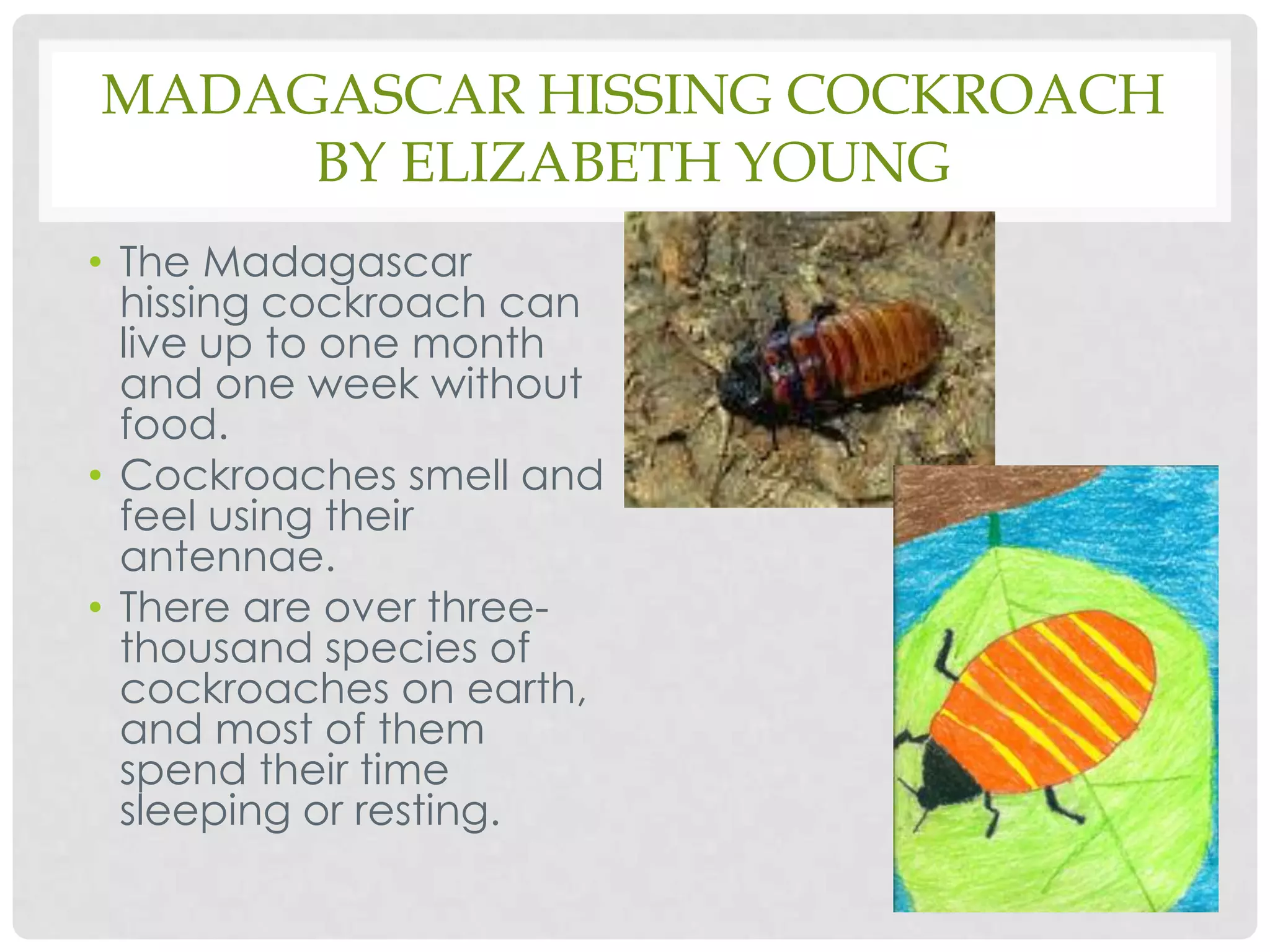 Madagascar Hissing CockroachBy Elizabeth YoungThe Madagascar hissing cockroach can live up to one month and one week without food.Cockroaches smell and feel using their antennae.There are over three-thousand species of cockroaches on earth, and most of them spend their time sleeping or resting. 
