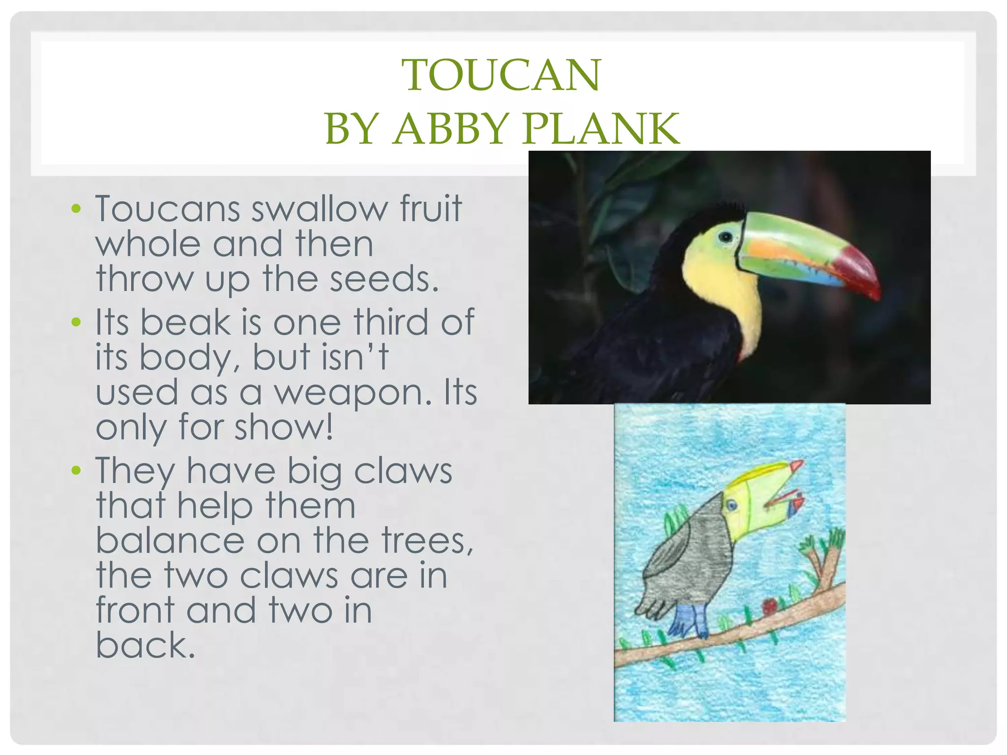 Toucanby Abby PlankToucans swallow fruit whole and then throw up the seeds.Its beak is one third of its body, but isn’t used as a weapon. Its only for show!They have big claws that help them balance on the trees, the two claws are in front and two in back.