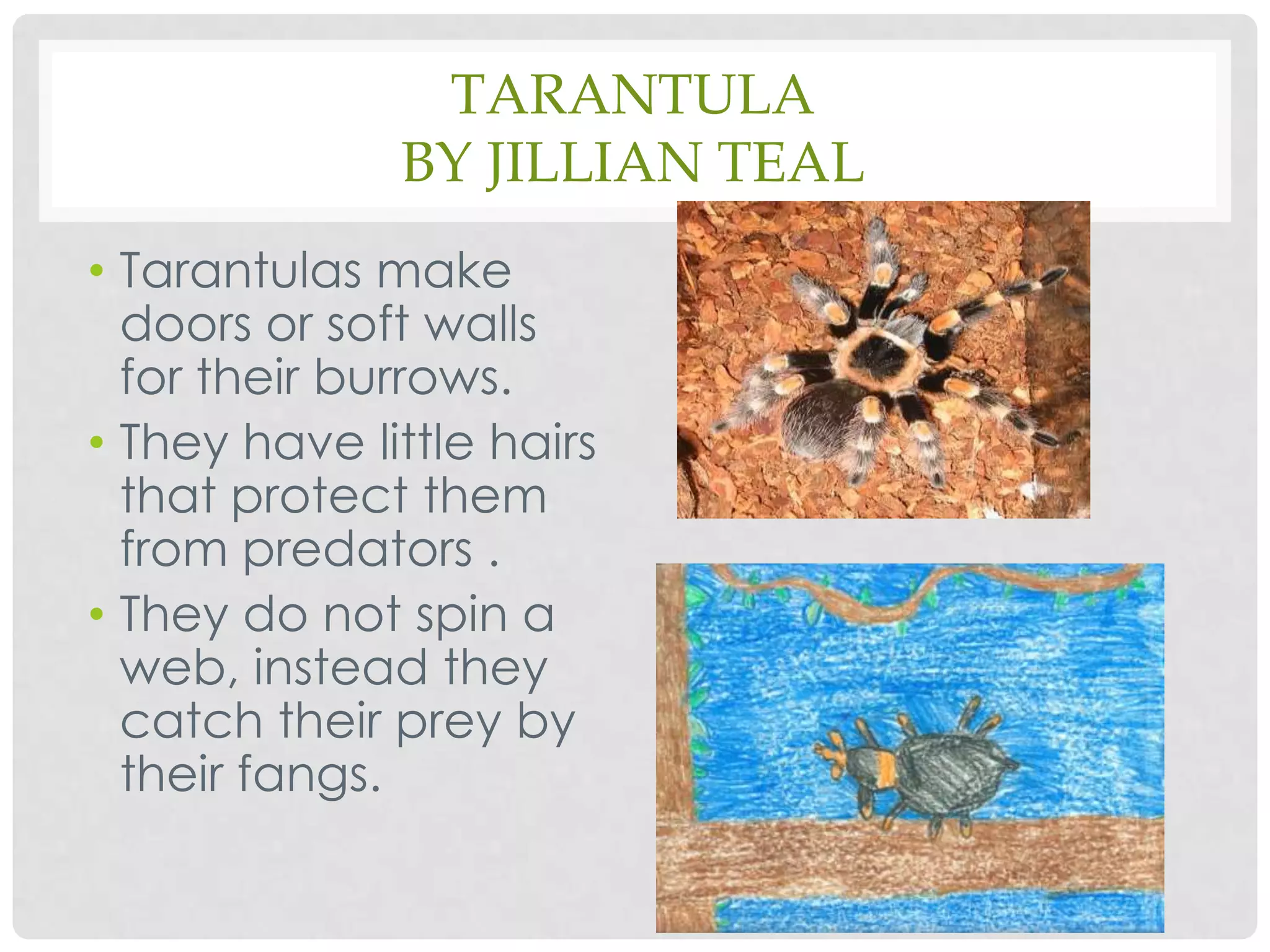 Tarantulaby Jillian TealTarantulas make doors or soft walls for their burrows.They have little hairs that protect them from predators .They do not spin a web, instead they catch their prey by their fangs.