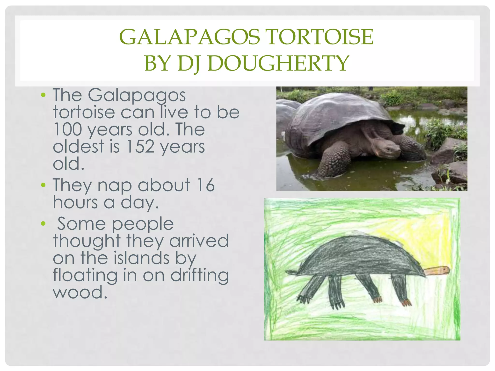 Galapagos Tortoiseby DJ DoughertyThe Galapagos tortoise can live to be 100 years old. The oldest is 152 years old.They nap about 16 hours a day.  Some people thought they arrived on the islands by floating in on drifting wood. 