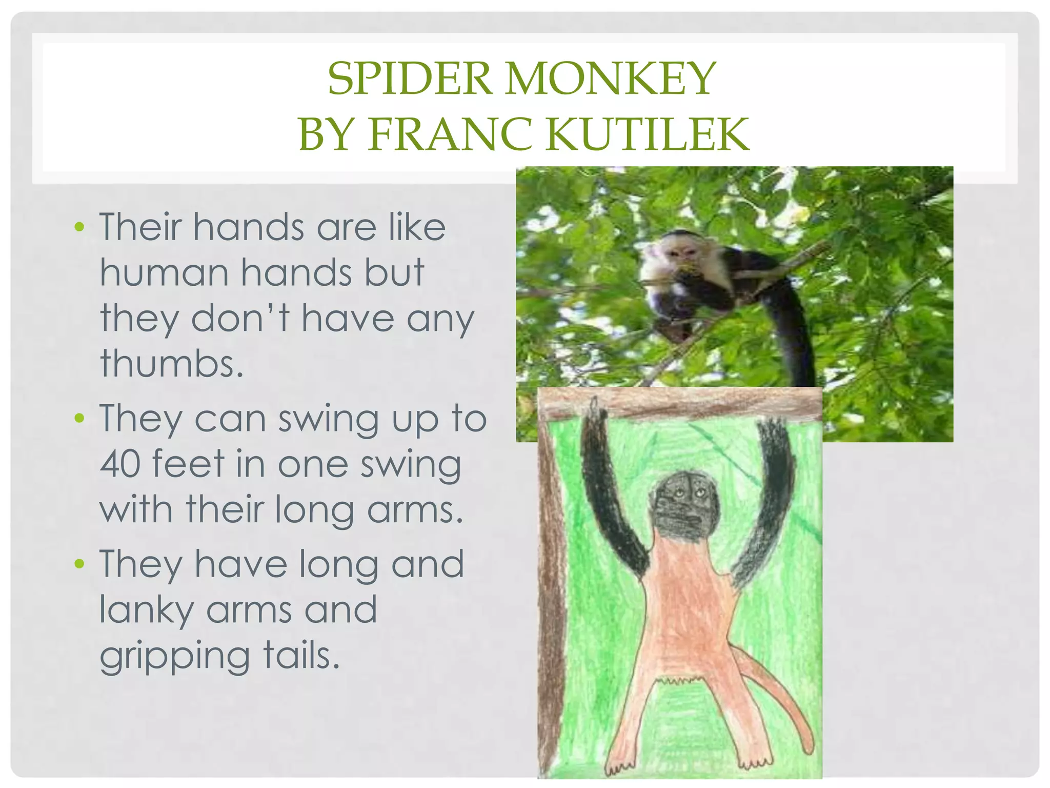 Spider Monkeyby Franc KutilekTheir hands are like human hands but they don’t have any thumbs.They can swing up to 40 feet in one swing with their long arms. They have long and lanky arms and gripping tails.  
