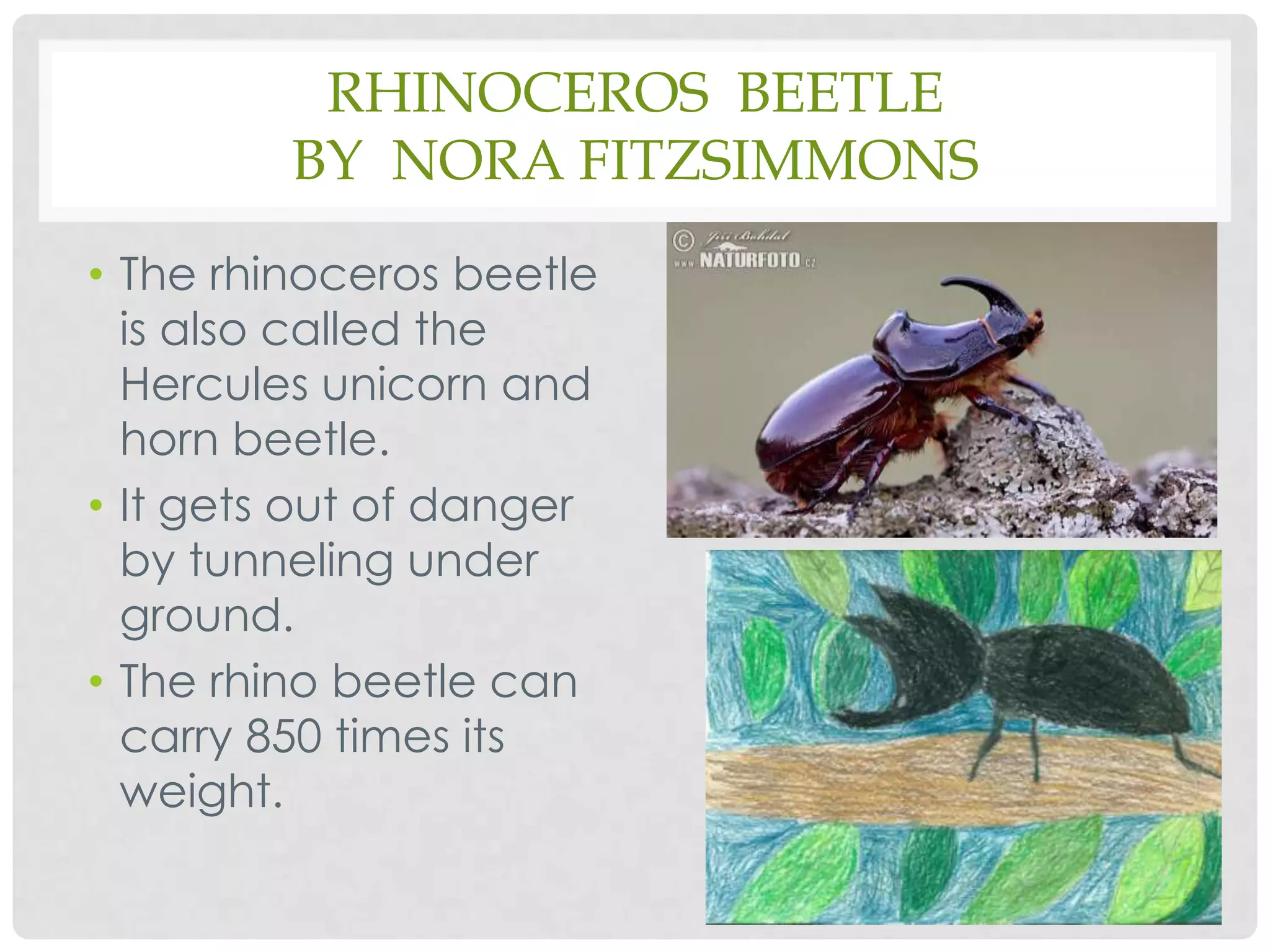 Rhinoceros  Beetleby  Nora Fitzsimmons The rhinoceros beetle is also called the Hercules unicorn and horn beetle.It gets out of danger by tunneling under ground.The rhino beetle can carry 850 times its weight.