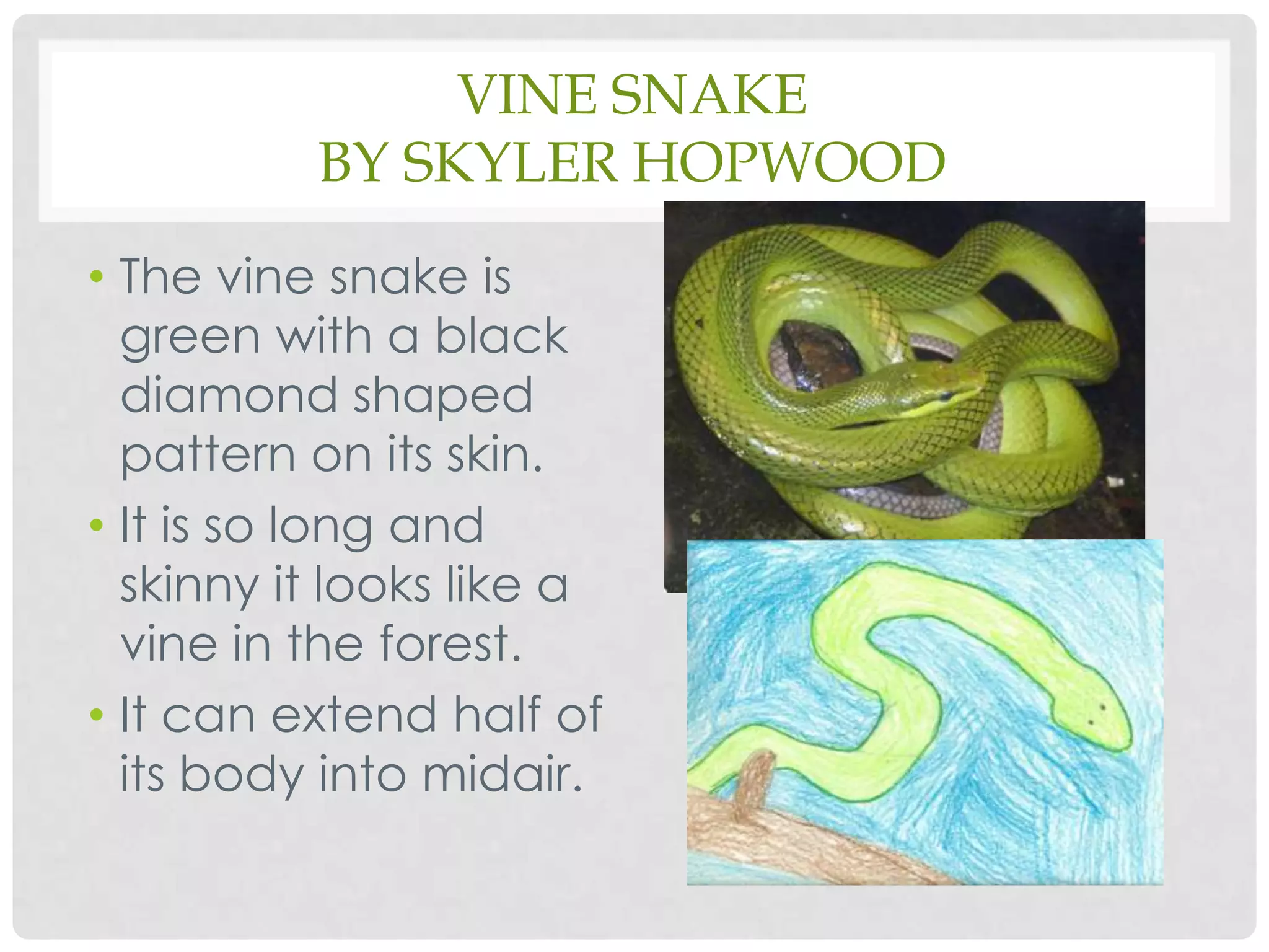 Vine Snakeby Skyler HopwoodThe vine snake is green with a black diamond shaped pattern on its skin.It is so long and skinny it looks like a vine in the forest.It can extend half of its body into midair.