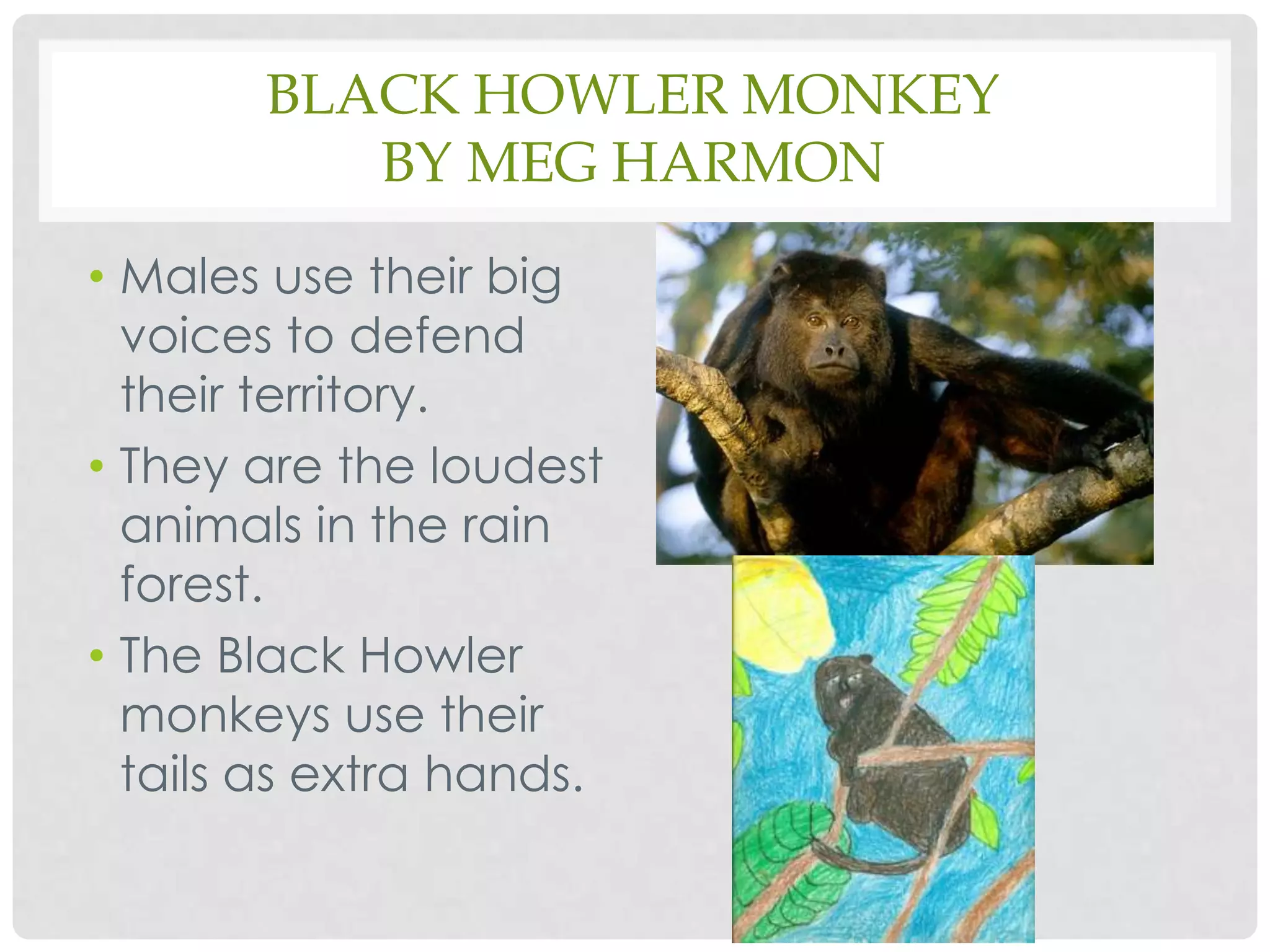 Black Howler MonkeyBy Meg HarmonMales use their big voices to defend their territory.They are the loudest animals in the rain forest.The Black Howler monkeys use their tails as extra hands.