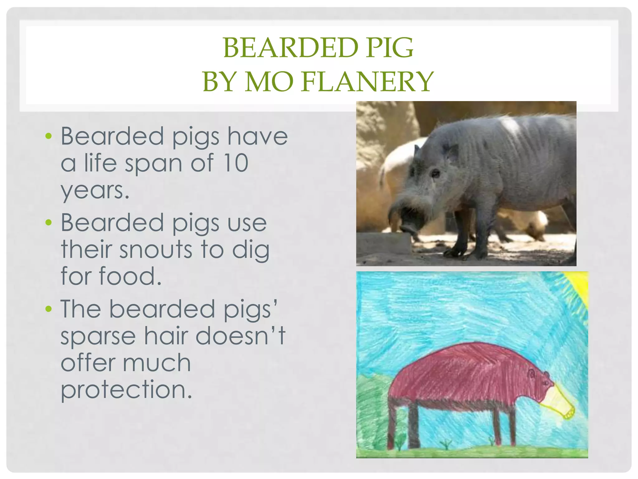 Bearded Pigby Mo FlaneryBearded pigs have a life span of 10 years.Bearded pigs use their snouts to dig for food.The bearded pigs’ sparse hair doesn’t offer much protection.