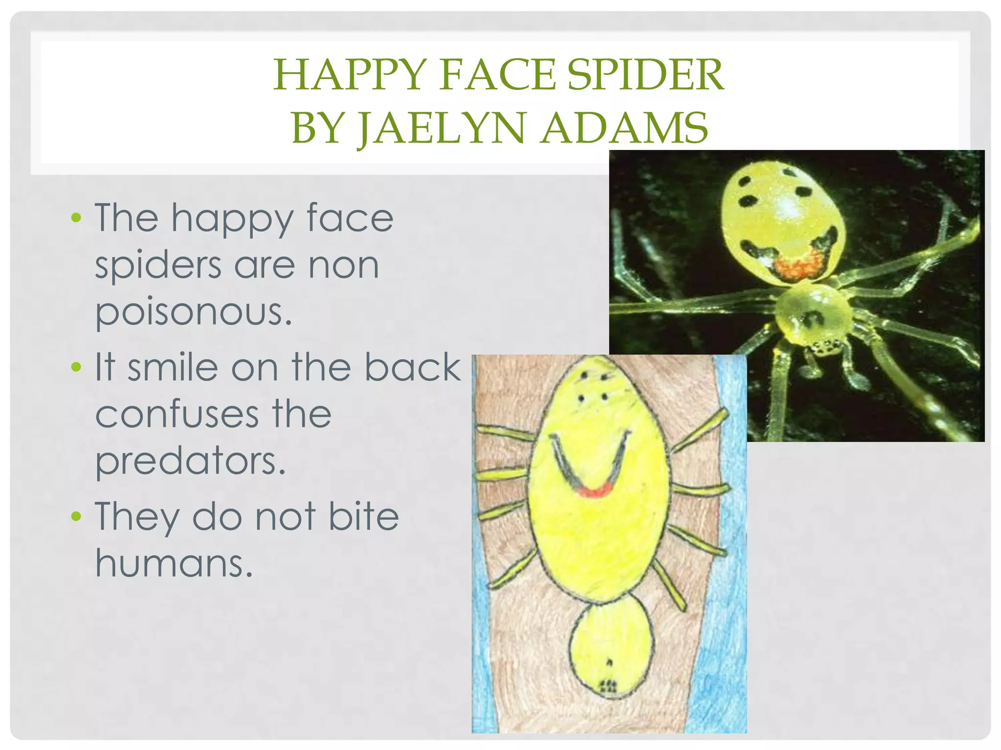 Happy Face Spiderby Jaelyn AdamsThe happy face spiders are non poisonous. It smile on the back confuses the predators.They do not bite humans.
