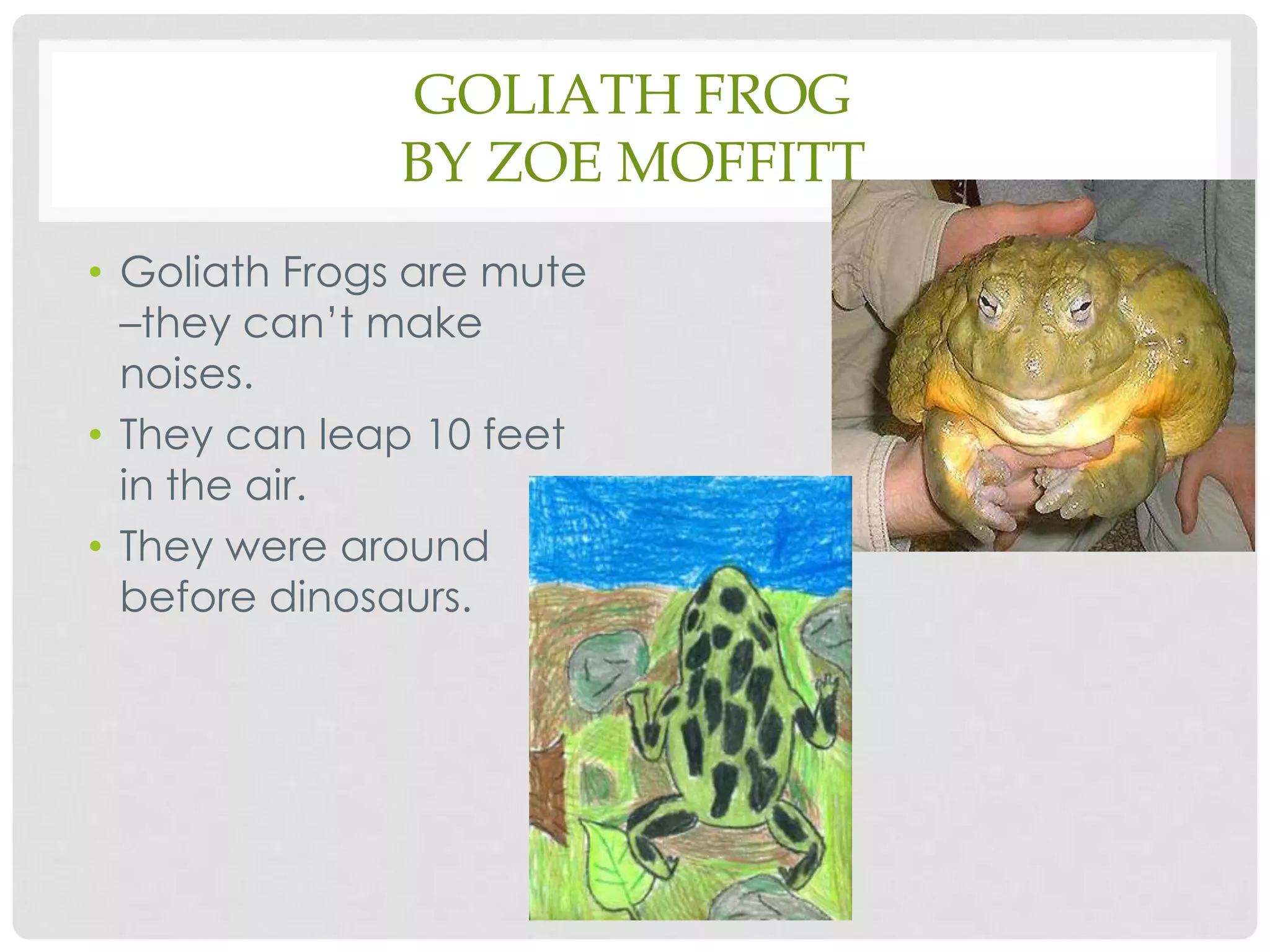 Goliath Frogby Zoe MoffittGoliath Frogs are mute –they can’t make noises.They can leap 10 feet in the air.They were around before dinosaurs.