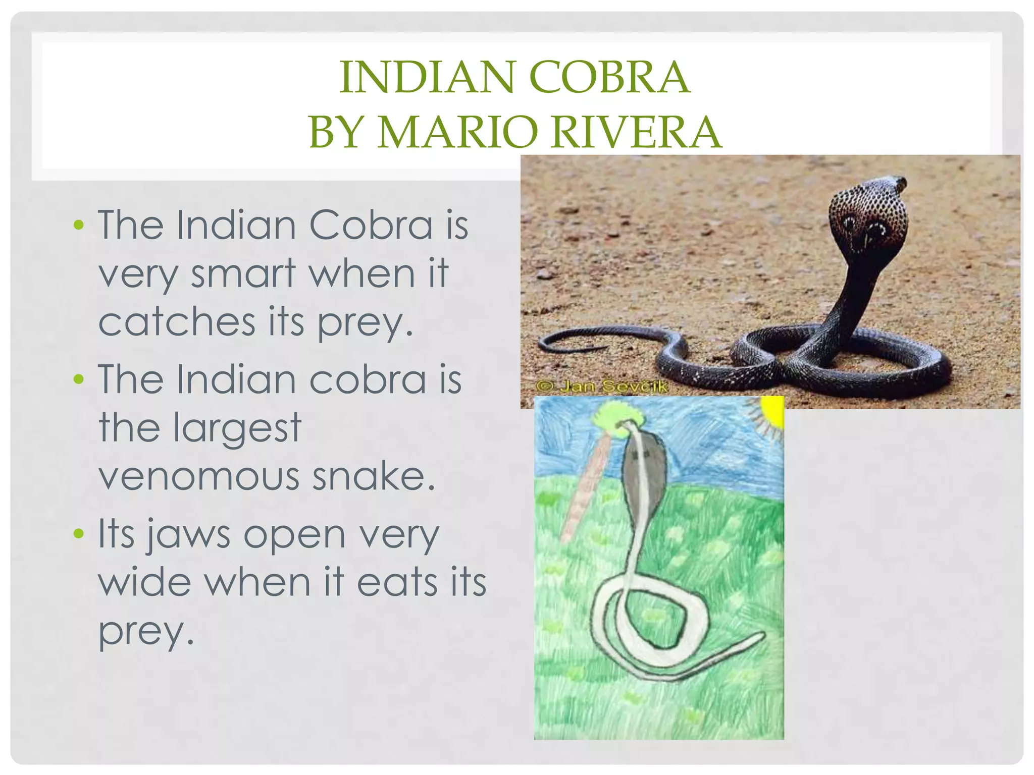 Indian Cobraby Mario RiveraThe Indian Cobra is very smart when it catches its prey.  The Indian cobra is the largest venomous snake.Its jaws open very wide when it eats its prey.
