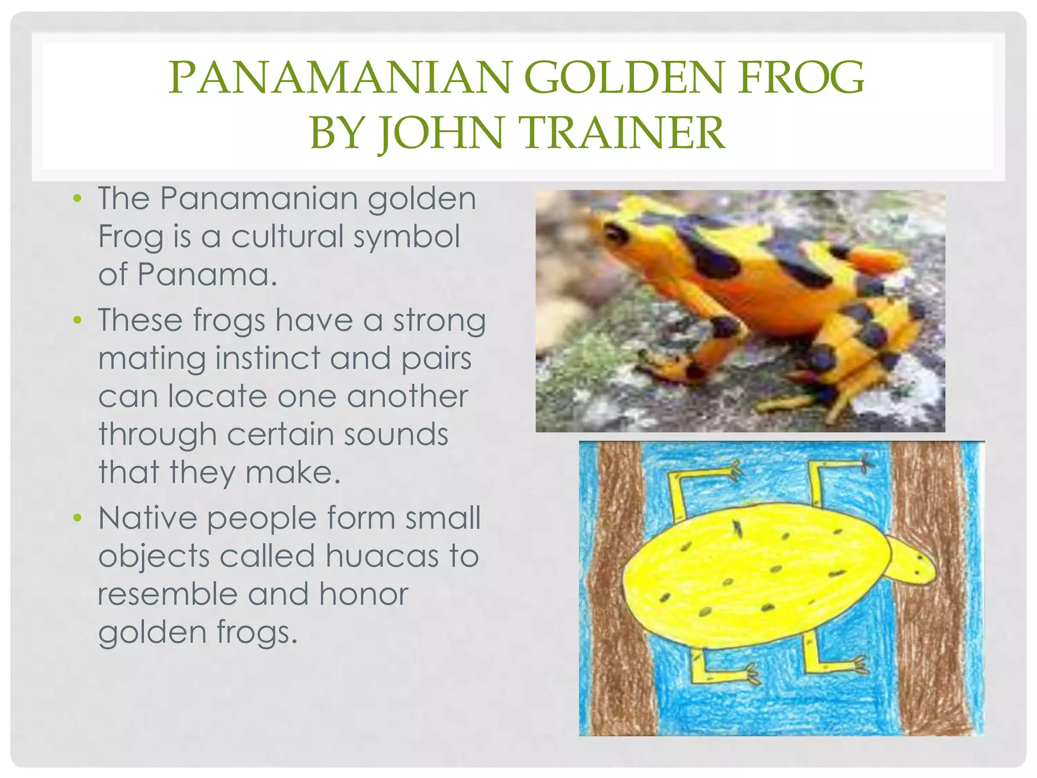 Panamanian Golden FrogBy John TrainerThe Panamanian golden Frog is a cultural symbol of Panama.These frogs have a strong mating instinct and pairs can locate one another through certain sounds that they make.Native people form small objects called huacas to resemble and honor golden frogs.