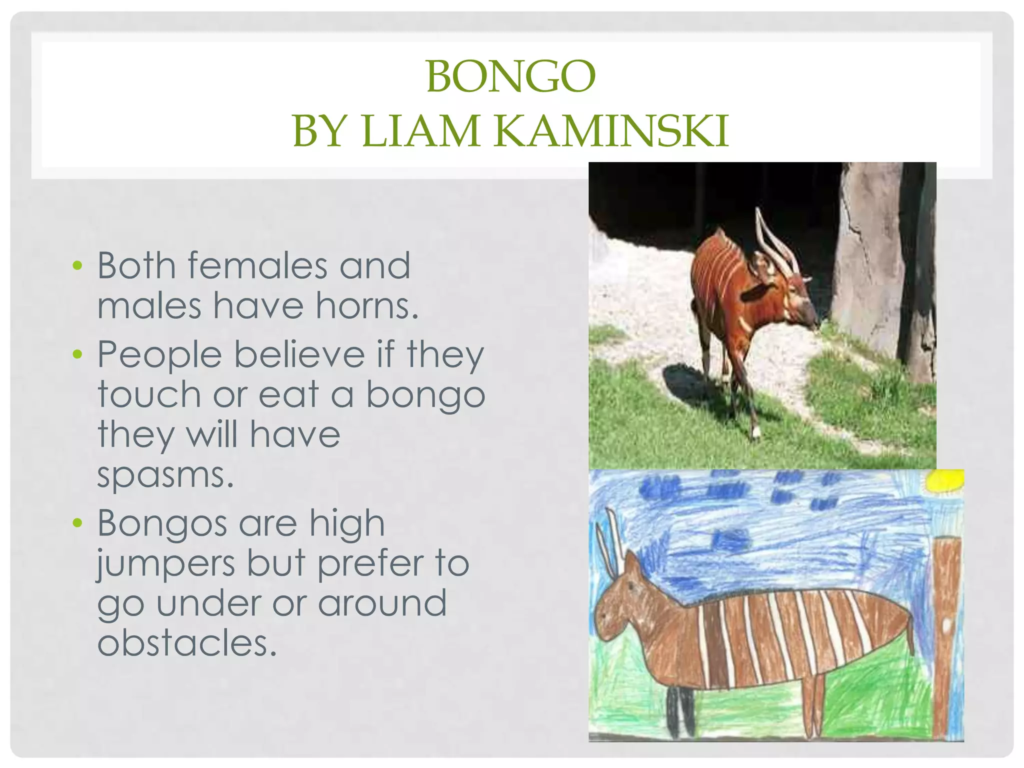 Bongoby Liam KaminskiBoth females and males have horns.People believe if they touch or eat a bongo they will have spasms.Bongos are high jumpers but prefer to go under or around obstacles.