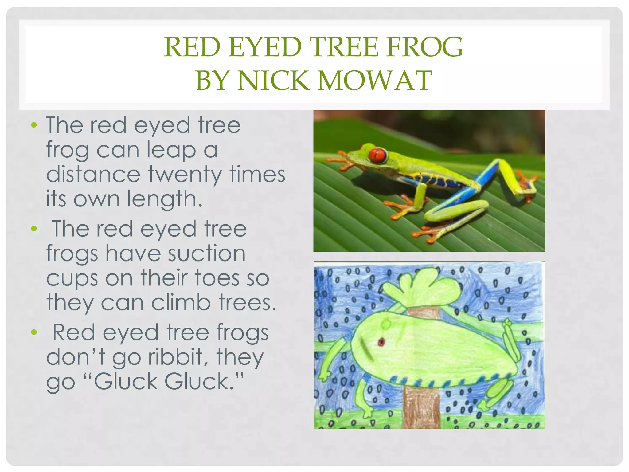 Red Eyed Tree FrogBy Nick MowatThe red eyed tree frog can leap a distance twenty times its own length. The red eyed tree frogs have suction cups on their toes so they can climb trees. Red eyed tree frogs don’t go ribbit, they go “Gluck Gluck.”