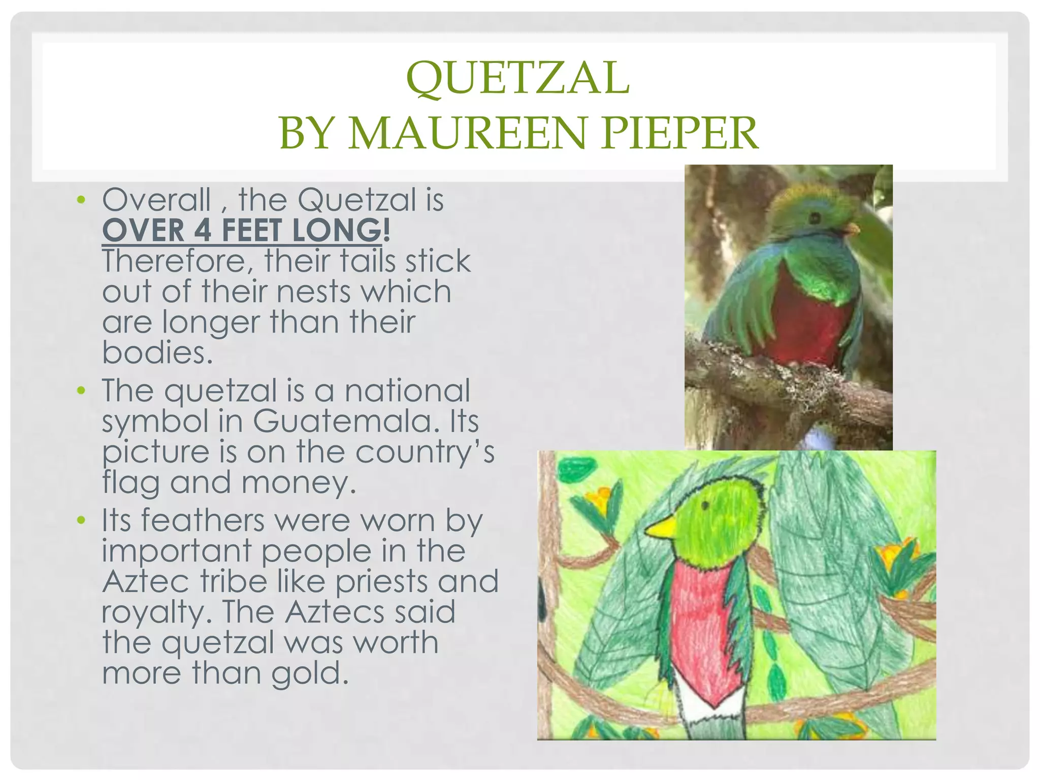 Quetzalby Maureen PieperOverall , the Quetzal is  OVER 4 FEET LONG! Therefore, their tails stick out of their nests which are longer than their bodies.The quetzal is a national symbol in Guatemala. Its picture is on the country’s flag and money.Its feathers were worn by important people in the Aztec tribe like priests and royalty. The Aztecs said the quetzal was worth more than gold.