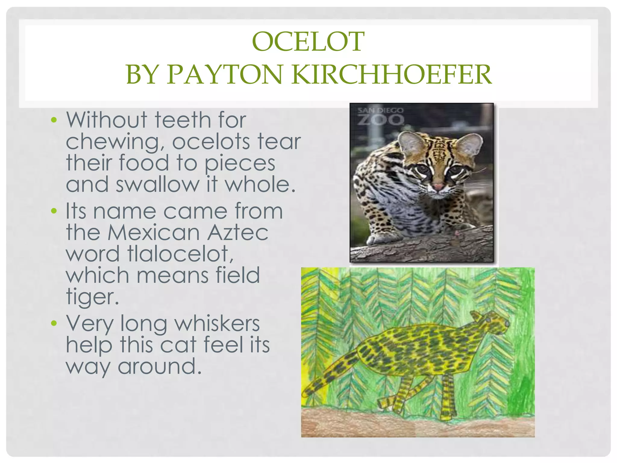 Ocelotby Payton KirchhoeferWithout teeth for chewing, ocelots tear their food to pieces and swallow it whole.Its name came from the Mexican Aztec word tlalocelot, which means field tiger.Very long whiskers help this cat feel its way around.