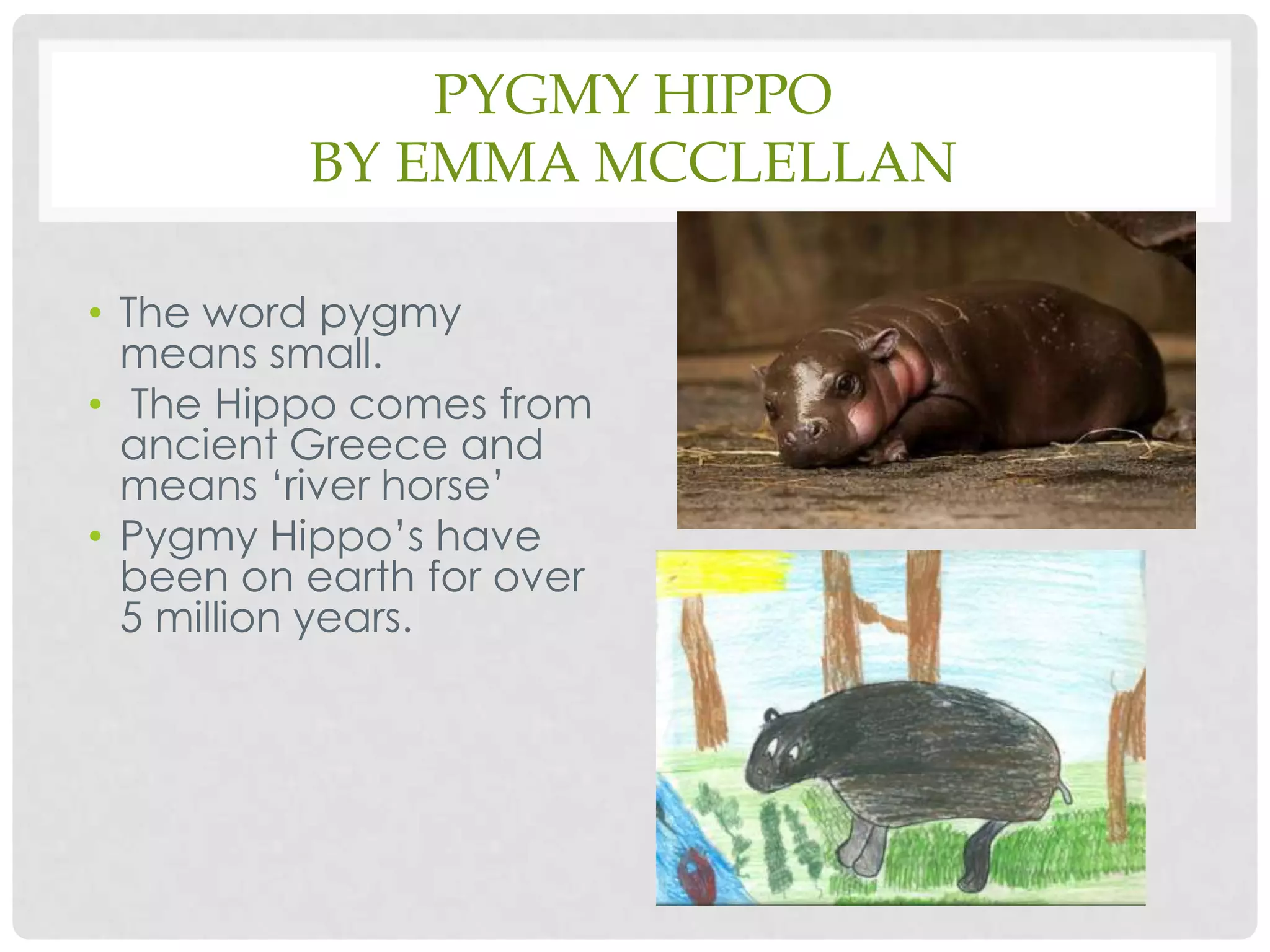 Pygmy Hippoby Emma McClellanThe word pygmy means small.The Hippo comes from ancient Greece and means ‘river horse’Pygmy Hippo’s have been on earth for over 5 million years.