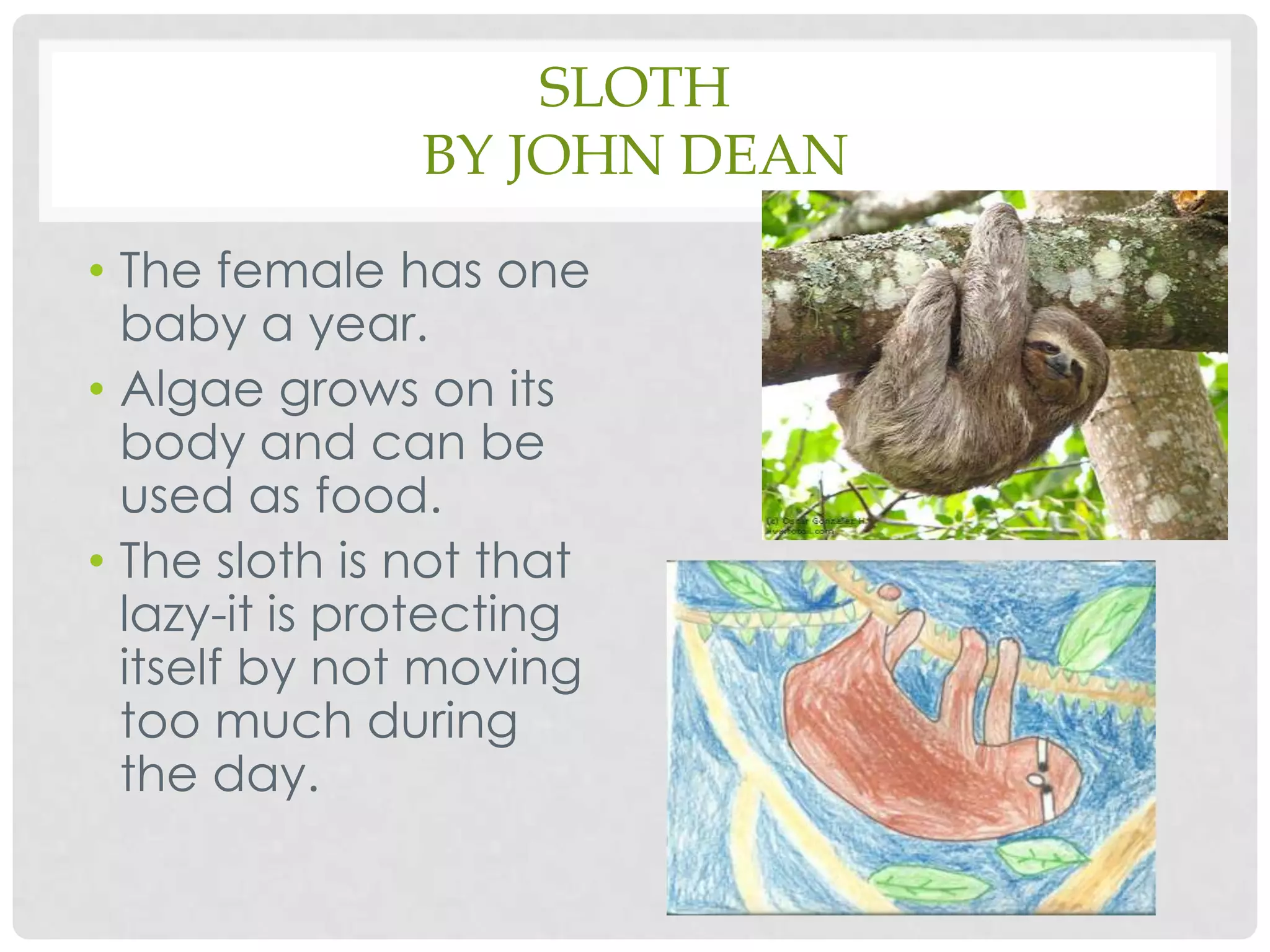 SlothBy John DeanThe female has one baby a year.Algae grows on its body and can be used as food.The sloth is not that lazy-it is protecting itself by not moving too much during the day.