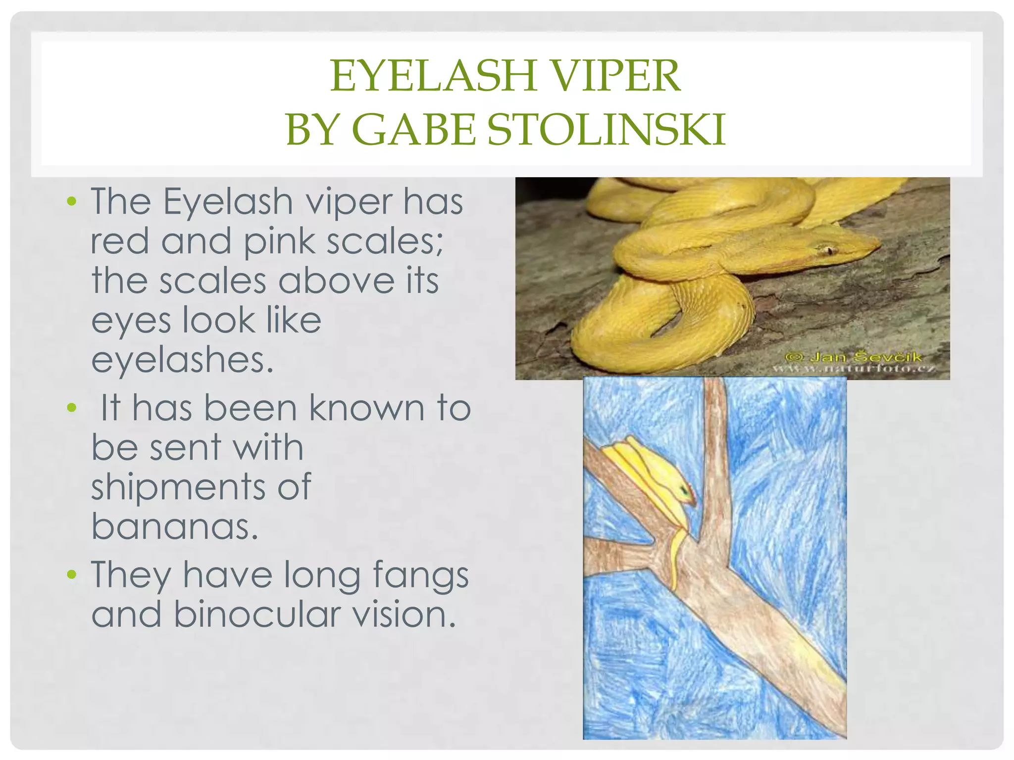 Eyelash Viperby Gabe StolinskiThe Eyelash viper has red and pink scales; the scales above its eyes look like eyelashes. It has been known to be sent with shipments of bananas.They have long fangs and binocular vision.