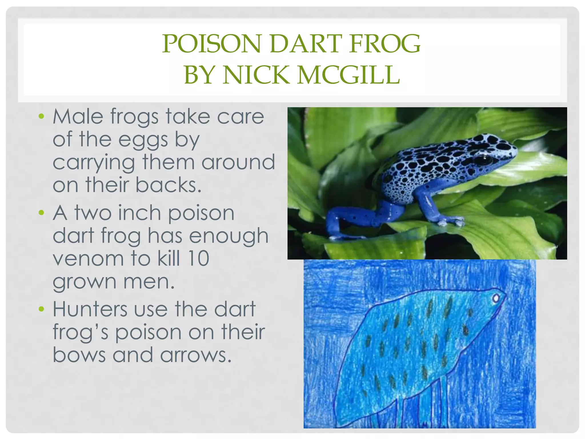 Male frogs take care of the eggs by carrying them around on their backs.A two inch poison dart frog has enough venom to kill 10 grown men.Hunters use the dart frog’s poison on their bows and arrows.Poison Dart Frogby Nick McGill