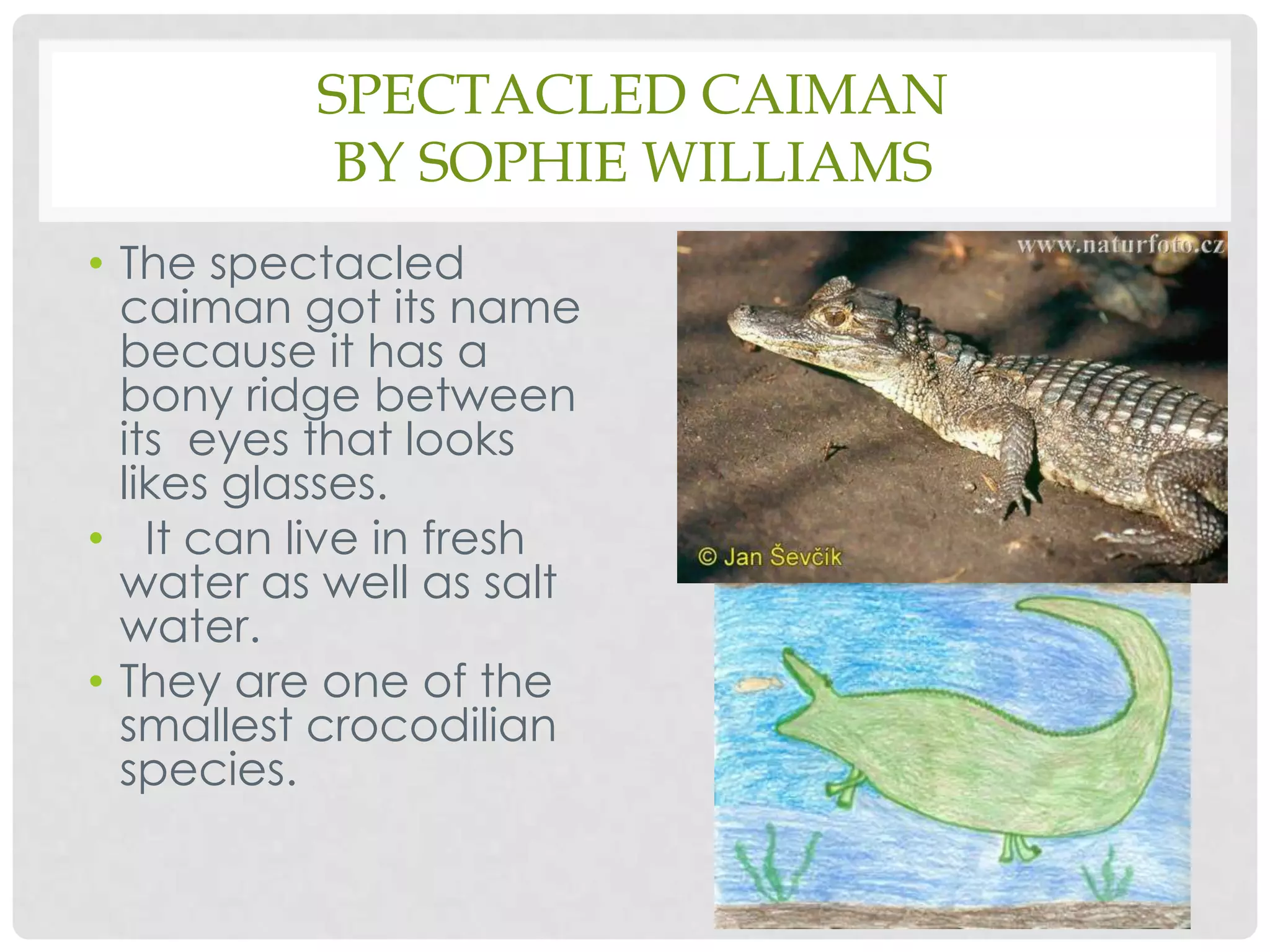 Spectacled Caimanby Sophie WilliamsThe spectacled caiman got its name because it has a bony ridge between  its  eyes that looks likes glasses.  It can live in fresh water as well as salt water.They are one of the smallest crocodilian species.