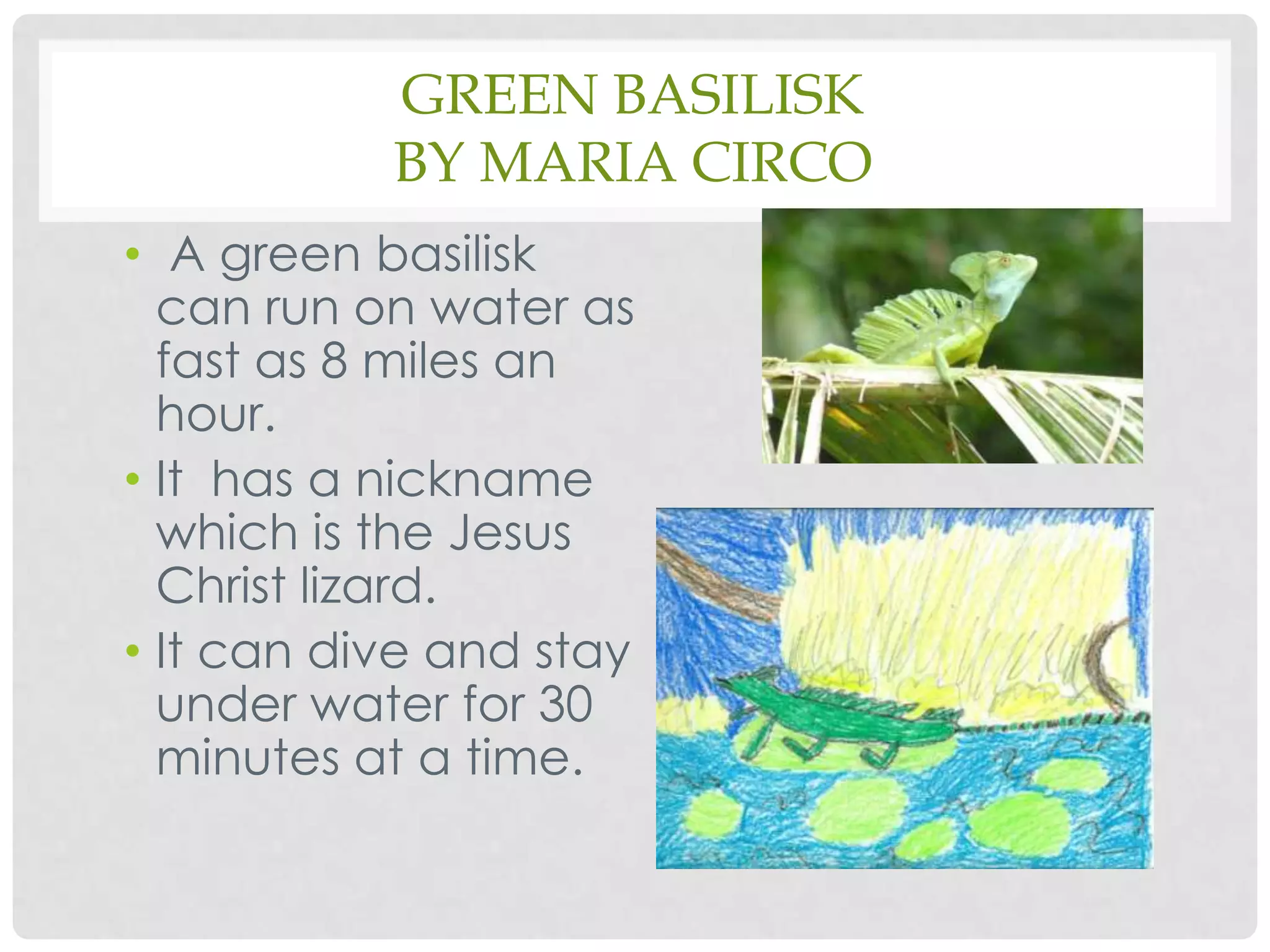Green Basilisk    by Maria Circo A green basilisk can run on water as fast as 8 miles an hour.It  has a nickname which is the Jesus Christ lizard.It can dive and stay under water for 30 minutes at a time.