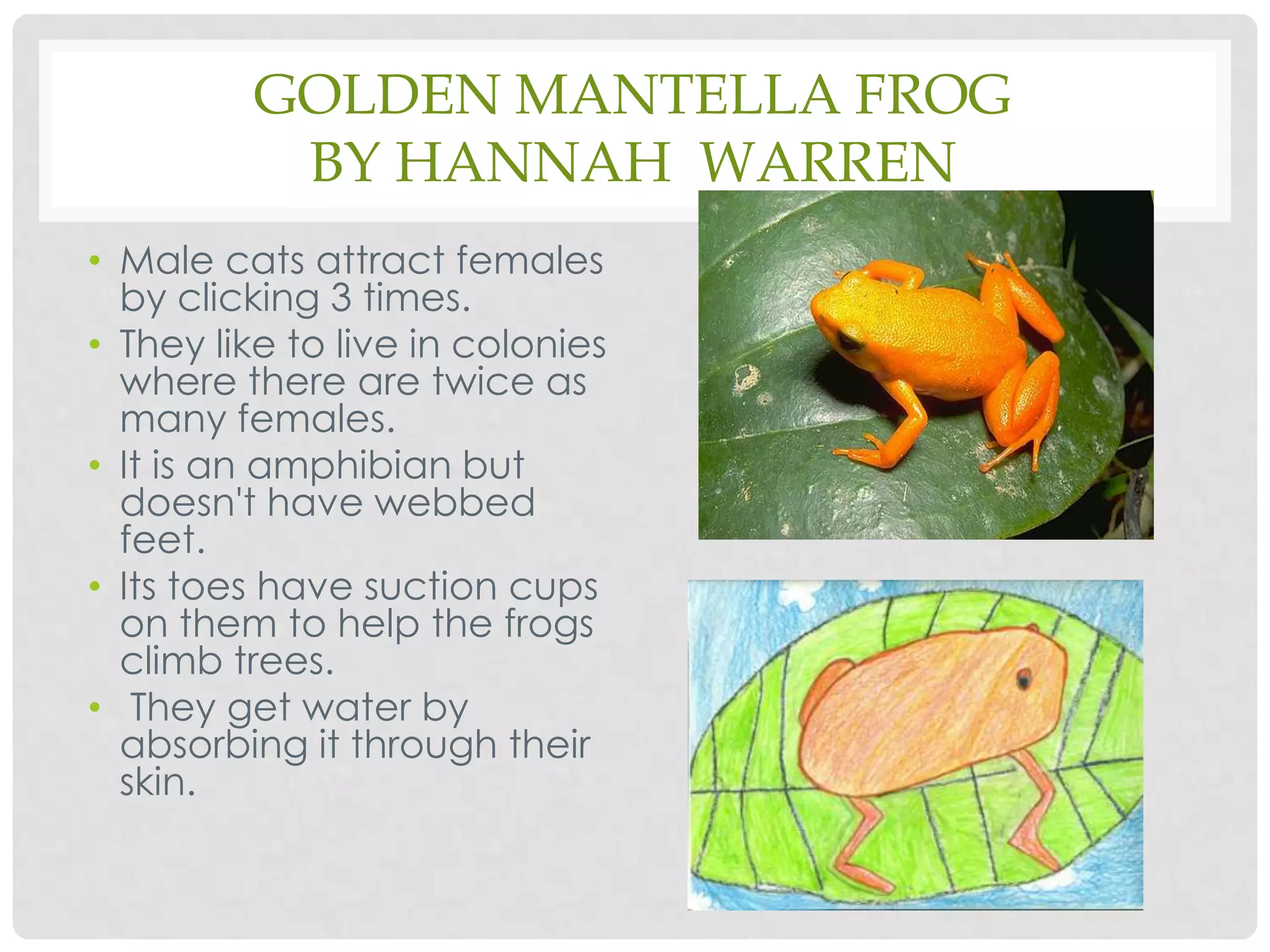 Golden Mantella Frogby Hannah  WarrenMale cats attract females by clicking 3 times.They like to live in colonies where there are twice as many females.It is an amphibian but doesn't have webbed feet.Its toes have suction cups on them to help the frogs climb trees.They get water by absorbing it through their skin.