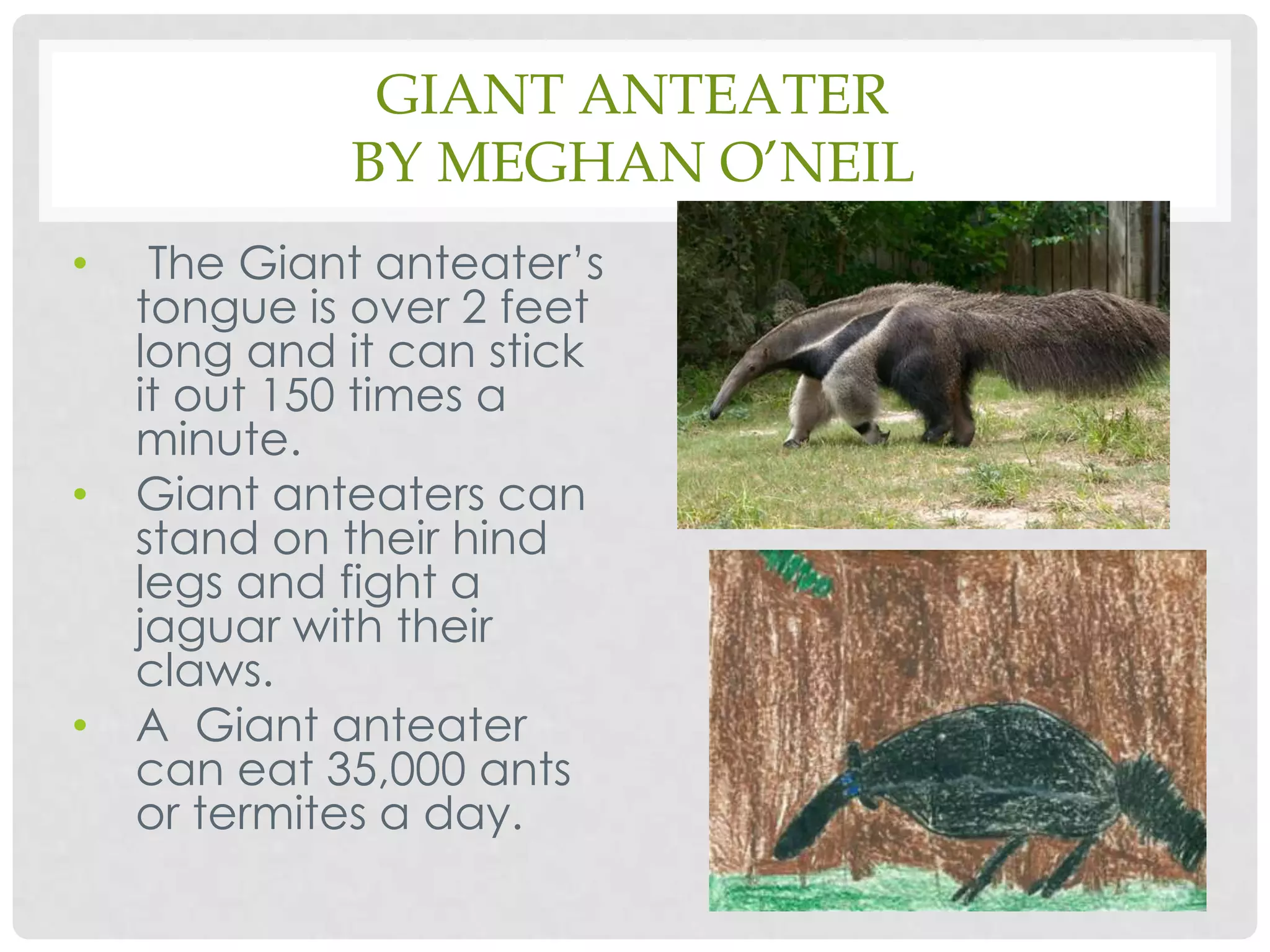 Giant Anteaterby Meghan O’NeilThe Giant anteater’s tongue is over 2 feet long and it can stick it out 150 times a minute.Giant anteaters can stand on their hind legs and fight a jaguar with their claws. A  Giant anteater can eat 35,000 ants or termites a day.