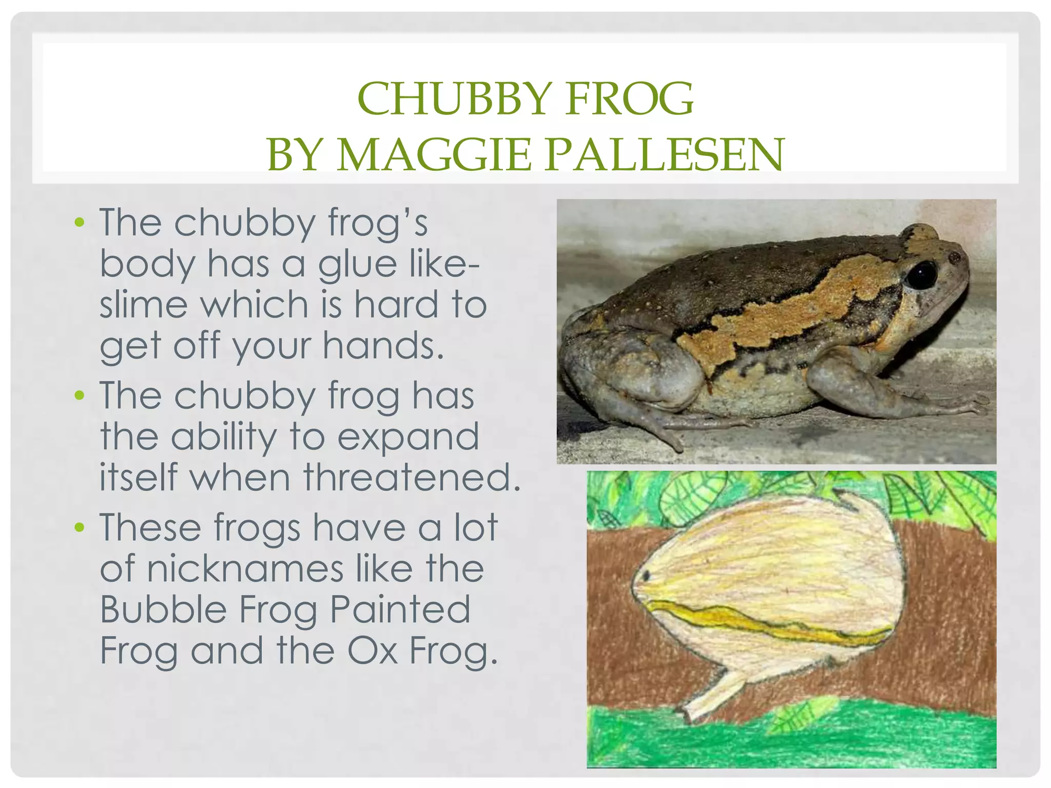 Chubby Frogby Maggie PallesenThe chubby frog’s body has a glue like-slime which is hard to get off your hands.The chubby frog has the ability to expand itself when threatened.These frogs have a lot of nicknames like the Bubble Frog Painted Frog and the Ox Frog.
