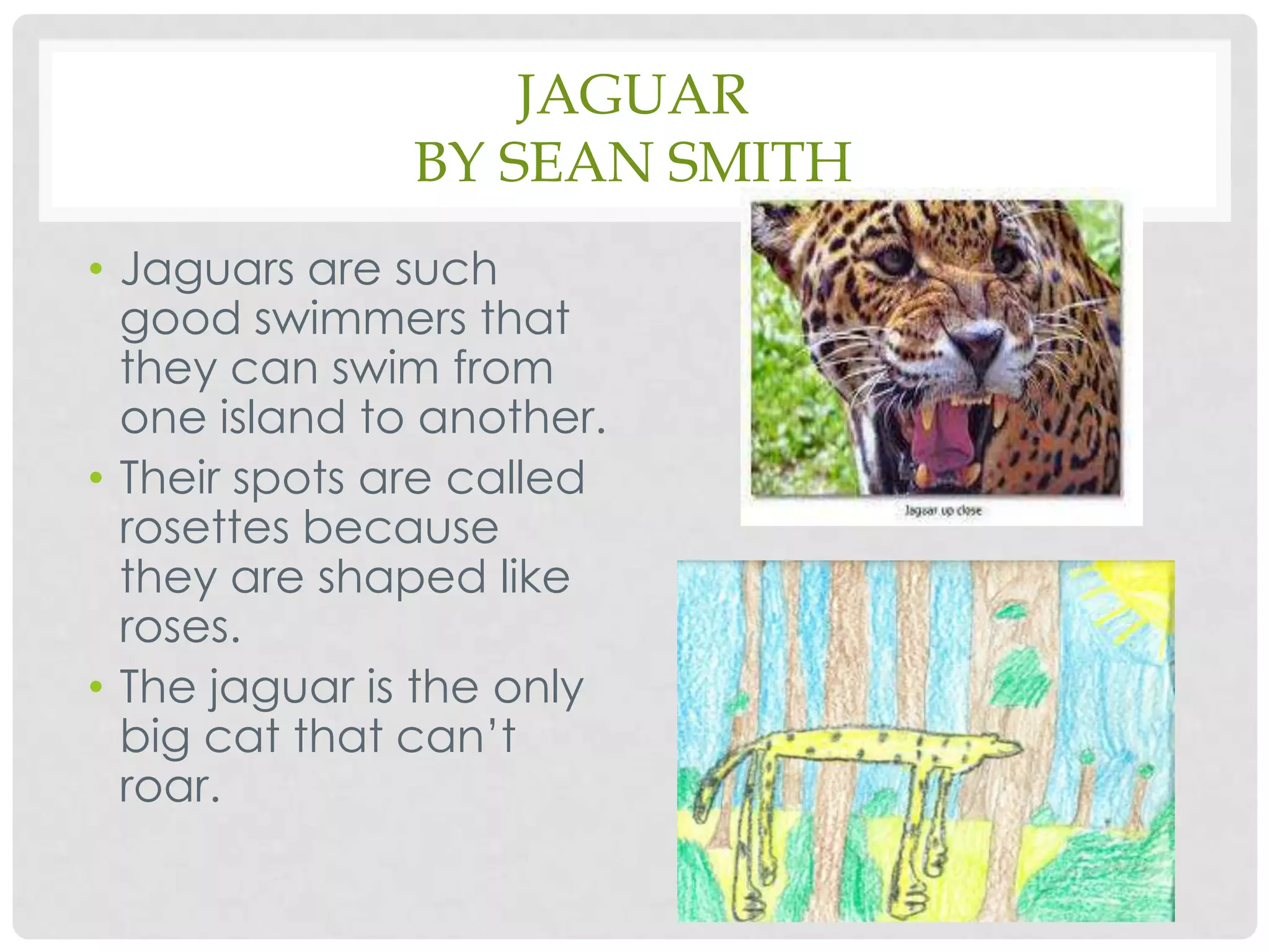 Jaguarby Sean SmithJaguars are such good swimmers that they can swim from one island to another.Their spots are called rosettes because they are shaped like roses.The jaguar is the only big cat that can’t roar.