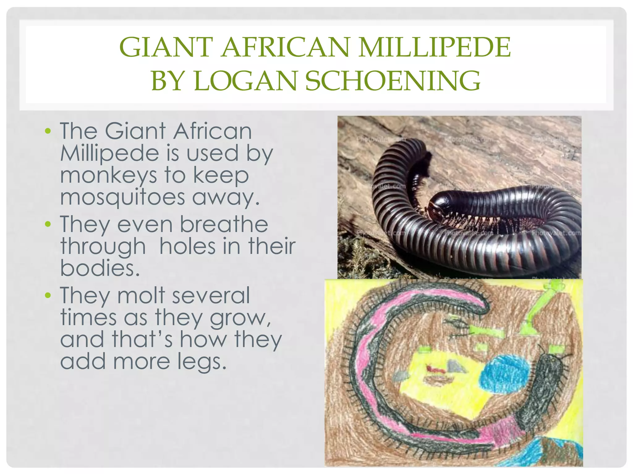 Giant African Millipedeby Logan SchoeningThe Giant African Millipede is used by monkeys to keep mosquitoes away.They even breathe through  holes in their bodies.They molt several times as they grow, and that’s how they add more legs.