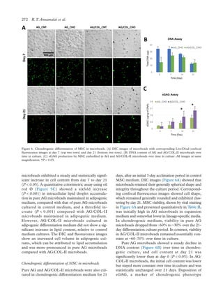 microbeads exhibited a steady and statistically signif-
icant increase in cell content from day 7 to day 21
(P < 0.05). A quantitative colorimetric assay using oil
red O (Figure 5C) showed a sixfold increase
(P < 0.001) in intracellular lipid droplet accumula-
tion in pure AG microbeads maintained in adipogenic
medium, compared with that of pure AG microbeads
cultured in control medium, and a threefold in-
crease (P < 0.001) compared with AG/COL-II
microbeads maintained in adipogenic medium.
However, AG/COL-II microbeads cultured in
adipogenic differentiation medium did not show a sig-
niﬁcant increase in lipid content, relative to control
medium cultures.The DIC and ﬂuorescence images
show an increased cell volume in adipogenic cul-
tures, which can be attributed to lipid accumulation
and was more pronounced in pure AG microbeads
compared with AG/COL-II microbeads.
Chondrogenic differentiation of MSC in microbeads
Pure AG and AG/COL-II microbeads were also cul-
tured in chondrogenic differentiation medium for 21
days, after an initial 7-day acclimation period in control
MSC medium. DIC images (Figure 6A) showed that
microbeads retained their generally spherical shape and
integrity throughout the culture period. Correspond-
ing confocal ﬂuorescence images showed cell shape,
which remained generally rounded and exhibited clus-
tering by day 21. MSC viability, shown by vital staining
in Figure 6A and presented quantitatively in Table II,
was initially high in AG microbeads in expansion
medium and somewhat lower in lineage-speciﬁc media.
In chondrogenic medium, viability in pure AG
microbeads dropped from ~60% to ~30% over the 21-
day differentiation culture period. In contrast, viability
in AG/COL-II microbeads remained essentially con-
stant at ~60–70% over time in culture.
Pure AG microbeads showed a steady decline in
DNA content (Figure 6B) over time in chondro-
genic culture, and cell content at day 21 was
signiﬁcantly lower than at day 0 (P < 0.05). In AG/
COL-II microbeads, the initial cell content was lower
but stayed more constant over time in culture and was
statistically unchanged over 21 days. Deposition of
sGAG, a marker of chondrogenic phenotype
Figure 6. Chondrogenic differentiation of MSC in microbeads. (A) DIC images of microbeads with corresponding Live/Dead confocal
ﬂuorescence images at day 7 (top two rows) and day 21 (bottom two rows). (B) DNA content of AG and AG/COL-II microbeads over
time in culture. (C) sGAG production by MSC embedded in AG and AG/COL-II microbeads over time in culture. All images at same
magniﬁcation. *P < 0.05.
272 R.T. Annamalai et al.
 