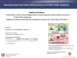 Additional Evidence
•Inactivation of the mouse Magel2 gene results in growth abnormalities similar to
Prader-Willi syndrome.
•Additional patients described by Kingsmore’s group (Sci Transl Med. 2014 Dec)
New phenotype from Prader-Willi Syndrome to SCHAAF-YANG Syndrome
•USP7 is part of the MAGE-L2-TRIM27 ubiquitin ligase and
enables endosomal recycling
•Mutation of USP7 causes a human neurodevelopmental
syndrome, including autism
Hao et al., 2015, Molecular Cell 59, 1–14
September 17, 2015
 