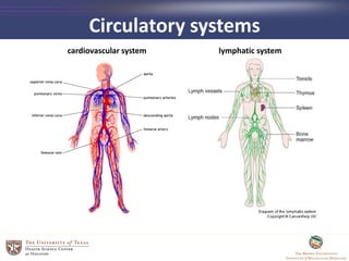 Circulatory systems
cardiovascular system lymphatic system
 