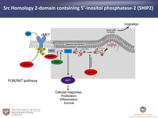 Src Homology 2-domain containing 5’-inositol phosphatase-2 (SHIP2)
PI3K/AKT pathway
 