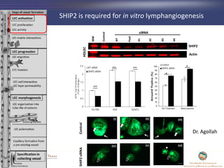 SHIP2 is required for in vitro lymphangiogenesis
Control
NT
Pool
#1
#2
#3
#4
MW
SHIP2
Actin
HDLEC
siRNA
ControlSHIP2siRNA
(i) (ii) (iii)
(iv) (v) (vi)
Dr. Agollah
 