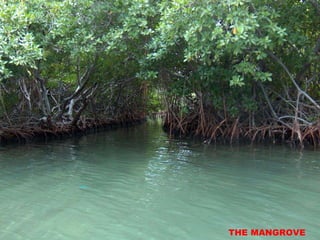 THE MANGROVE
 