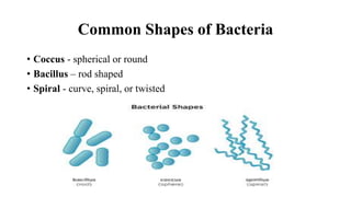 DPT - Bacterial forms and function | PPTX