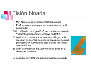 Fisión binaria
  Muy fácil, solo se necesitan 2000 reacciones
  FtsZ es una proteína que se ensambla en un anillo
   para mediar
Está codificada por el gen FtsZ y el nombre proviene de
   "filamenting temperature-sensitive mutant Z
Es la primera proteína que se desplaza al lugar de la
   división y es esencial para reunir otras proteínas que
   producen una nueva pared celular entre las células
   que se dividen
Se unen las moléculas FtsZ formando un anillo en el
   centro del divisoma

Se descubre en 1991( era mas fácil cuando yo estudié)
 