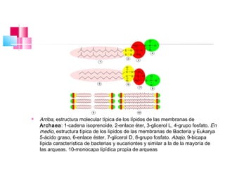    Arriba, estructura molecular típica de los lípidos de las membranas de
    Archaea: 1-cadena isoprenoide, 2-enlace éter, 3-glicerol L, 4-grupo fosfato. En
    medio, estructura típica de los lípidos de las membranas de Bacteria y Eukarya
    5-ácido graso, 6-enlace éster, 7-glicerol D, 8-grupo fosfato. Abajo, 9-bicapa
    lípida característica de bacterias y eucariontes y similar a la de la mayoría de
    las arqueas. 10-monocapa lipídica propia de arqueas
 