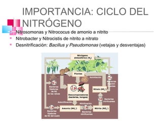 IMPORTANCIA: CICLO DEL
       NITRÓGENO
   Nitrosomonas y Nitrococus de amonio a nitrito
   Nitrobacter y Nitrocistis de nitrito a nitrato
   Desnitrificación: Bacillus y Pseudomonas (vetajas y desventajas)
 