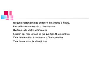 Ninguna bacteria realiza completo de amonio a nitrato.
Las oxidantes de amonio o nirosificantes
Oxidantes de nitritos nitrificantes
Fijación por nitrogenasa en las que fijan N atmosférico
Vida libre aerobia: Azotobacter y Cianobacterias
Vida libre anaerobia: Clostridium
 