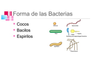 Forma de las Bacterias
   Cocos
   Bacilos
   Espirilos
 
