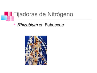 Fijadoras de Nitrógeno
   Rhizobium en Fabaceae
 